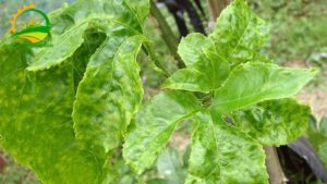 bệnh phấn trắng chanh dây