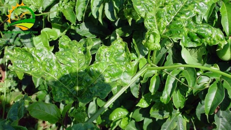 Bệnh phấn trắng chanh dây: Đặc điểm nhận biết, cách phòng và xử lý 4 bệnh phấn trắng chanh dây