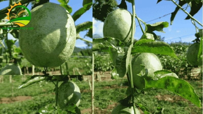 Bệnh phấn trắng chanh dây: Đặc điểm nhận biết, cách phòng và xử lý 6 bệnh phấn trắng chanh dây