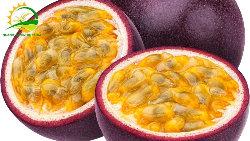 Hướng dẫn cách ghép chanh dây đúng kỹ thuật 4 cách ghép chanh dây