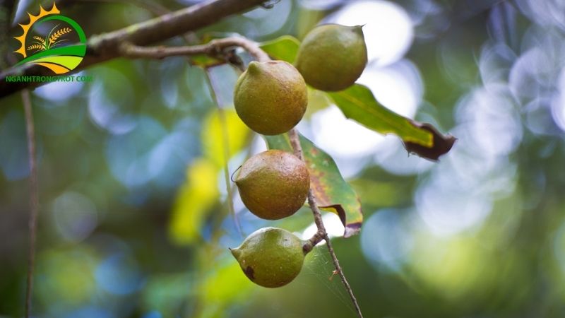 Cây mắc ca phù hợp với loại đất nào? Điều kiện khí hậu vùng nào thích hợp nhất? 4 cây mắc ca phù hợp với loại đất nào