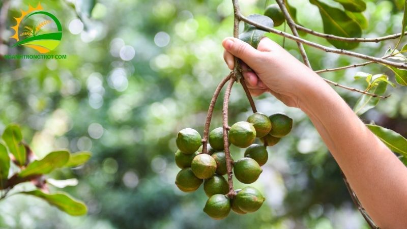 Cây mắc ca phù hợp với loại đất nào? Điều kiện khí hậu vùng nào thích hợp nhất? 5 cây mắc ca phù hợp với loại đất nào