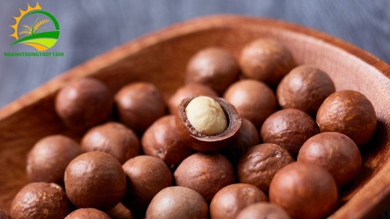 Cây mắc ca trồng bao lâu có trái và thời gian thu hoạch 4 cây mắc ca trồng bao lâu có trái