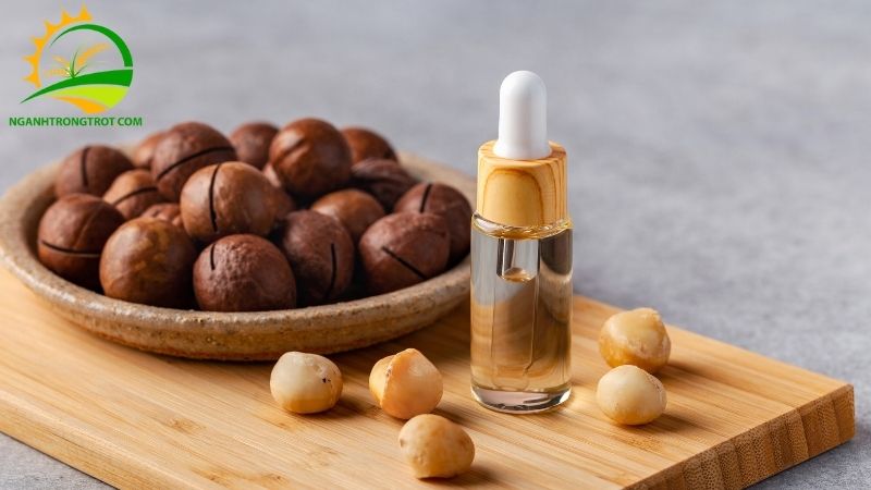 Cây mắc ca trồng bao lâu có trái và thời gian thu hoạch 6 cây mắc ca trồng bao lâu có trái