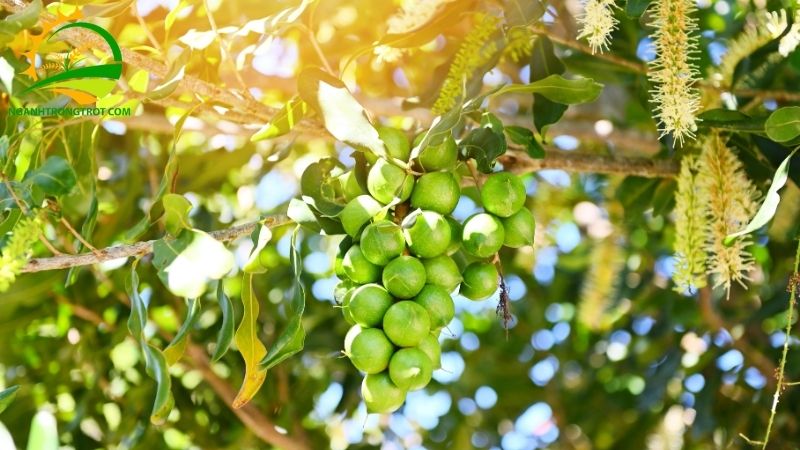 101+ hình ảnh về cây mắc ca chi tiết: hoa, lá, cây và quả mắc ca 14 hình ảnh về cây mắc ca
