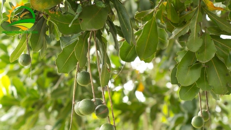 Cây macca dễ trồng không? Cách ươm hạt giống cây macca 5 cây macca dễ trồng không