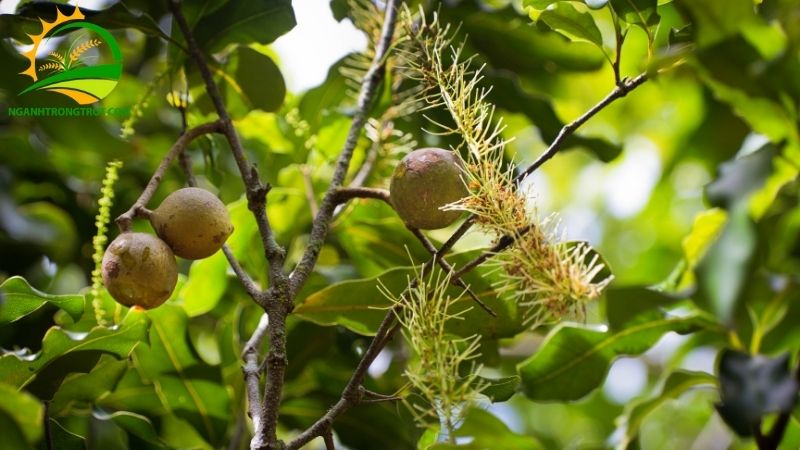 Cây macca dễ trồng không? Cách ươm hạt giống cây macca 6 cây macca dễ trồng không