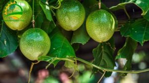 chăm sóc chanh dây mới trồng