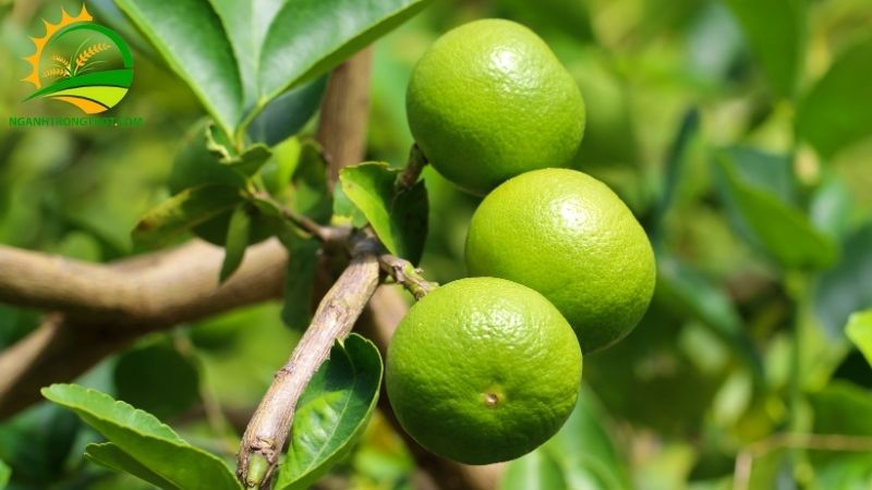 Chanh Bông Tím Có Hạt Không? Tìm Hiểu Giống Chanh Chùm Không Hạt 4 Chanh Chùm Không Hạt
