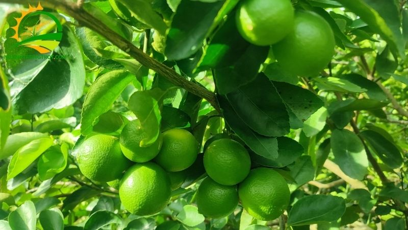Chanh Bông Tím Có Hạt Không? Tìm Hiểu Giống Chanh Chùm Không Hạt 5 Chanh Chùm Không Hạt