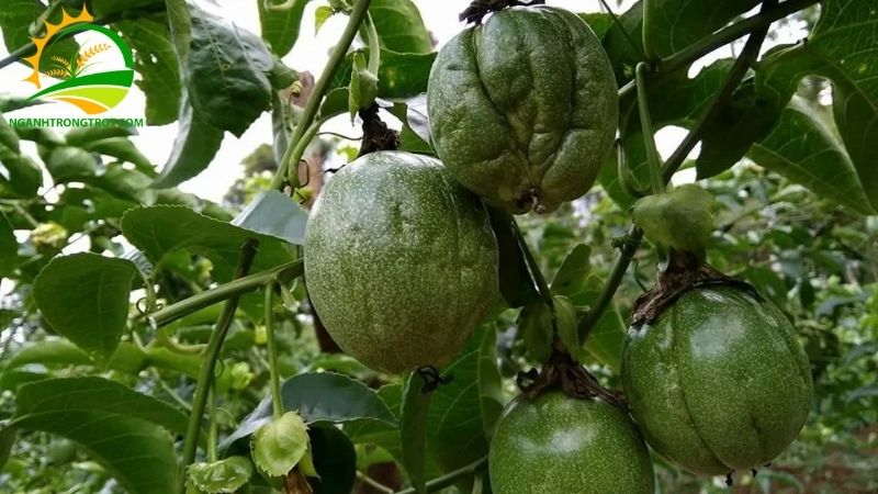 Hiện tượng chanh dây héo và bệnh vàng lá trên cây chanh dây 4 chanh dây héo