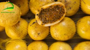 Chanh Dây Hoàng Kim