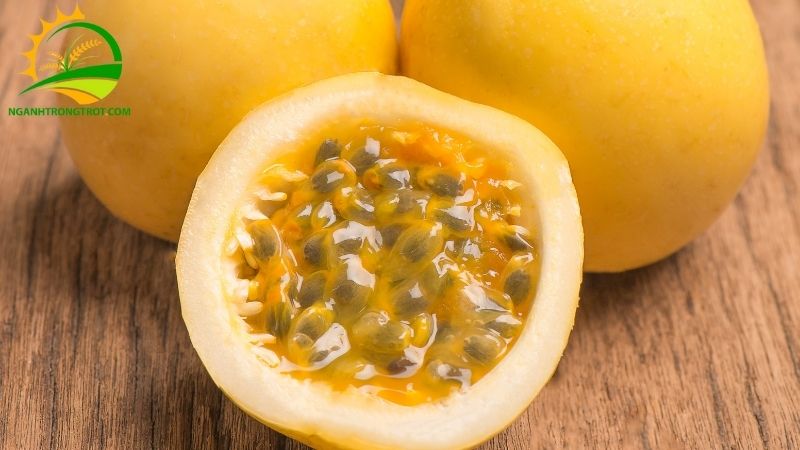 Chanh Dây Hoàng Kim: Nguồn Gốc Xuất Xứ Và Giá Bán 5 Chanh Dây Hoàng Kim