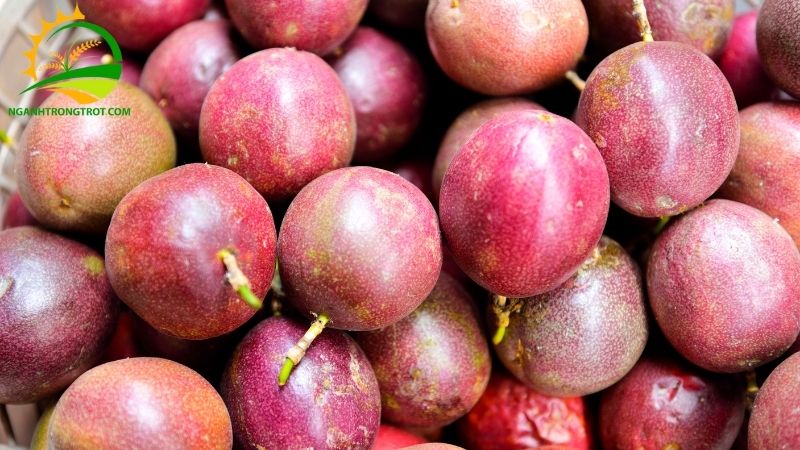 Review giống chanh dây Nafood và Công ty cổ phần chanh leo Nafoods 5 chanh dây Nafood