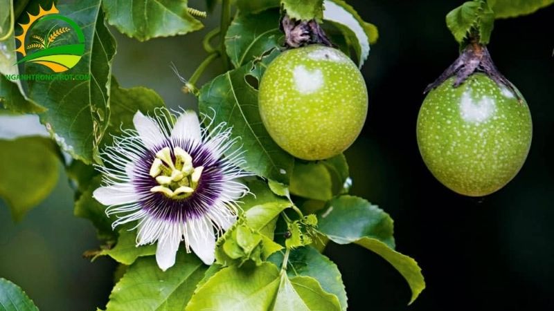 Chanh Dây Rừng: Đặc Điểm, Phân Bố Và Công Dụng 4 Chanh Dây Rừng