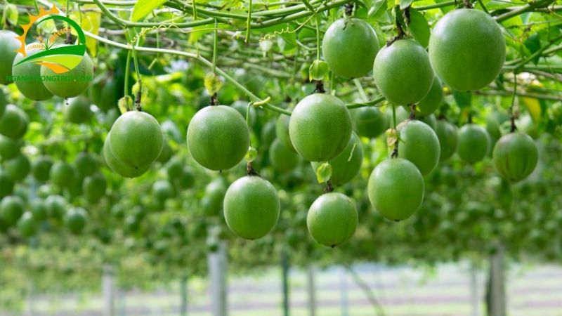 Chanh Dây Rừng: Đặc Điểm, Phân Bố Và Công Dụng 5 Chanh Dây Rừng
