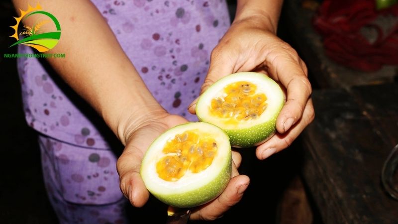 Chanh Dây Rừng: Đặc Điểm, Phân Bố Và Công Dụng 6 Chanh Dây Rừng