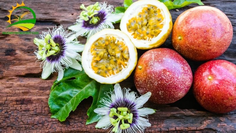 Giống chanh dây Thông Đỏ: Đặc điểm và giá trị kinh tế 6 chanh dây thông đỏ