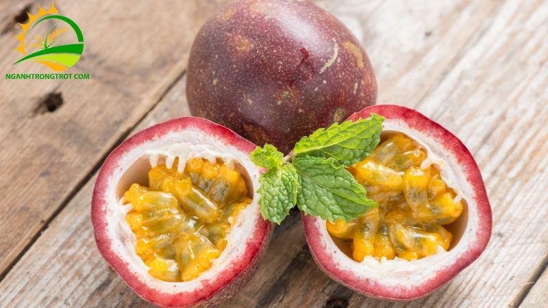 Chanh Dây Tím: Đặc Điểm, Năng Suất Và Giá Bán Cây Giống 6 Chanh Dây Tím