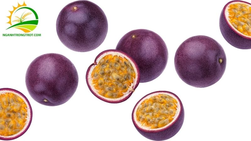 Chanh Dây Tím: Đặc Điểm, Năng Suất Và Giá Bán Cây Giống 5 Chanh Dây Tím