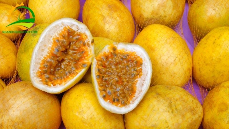 Giống Chanh Dây Vàng Ngọt: Đặc Điểm và Công Dụng Đối với Sức Khỏe 5 Chanh dây vàng
