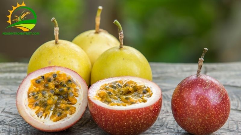 So sánh Chanh Dây Vàng và Chanh Dây Tím: Loại Nào Tốt Hơn? 6 chanh dây vàng và chanh dây tím