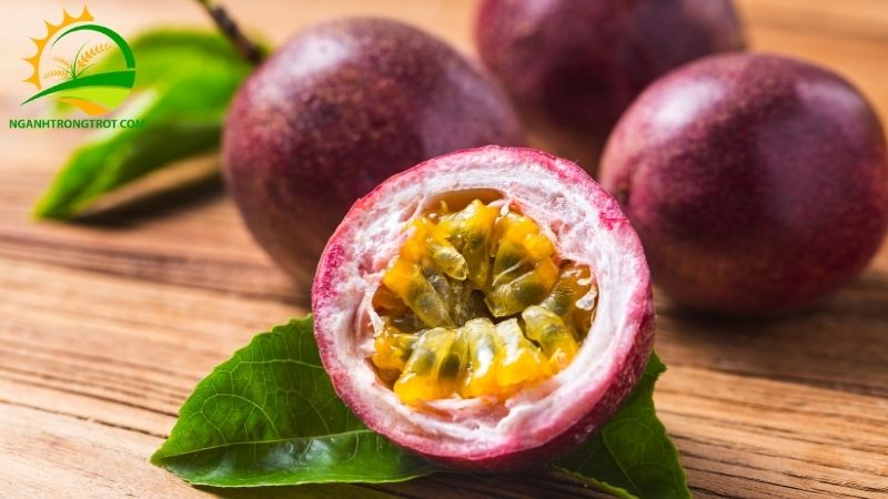 So sánh Chanh Dây Vàng và Chanh Dây Tím: Loại Nào Tốt Hơn? 5 chanh dây vàng và chanh dây tím