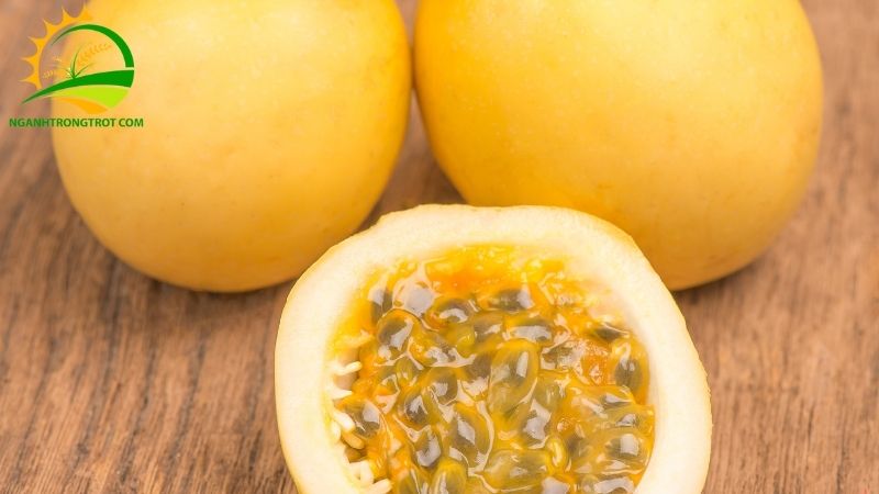 Giống Chanh Dây Vàng Ngọt: Đặc Điểm và Công Dụng Đối với Sức Khỏe 6 Chanh dây vàng