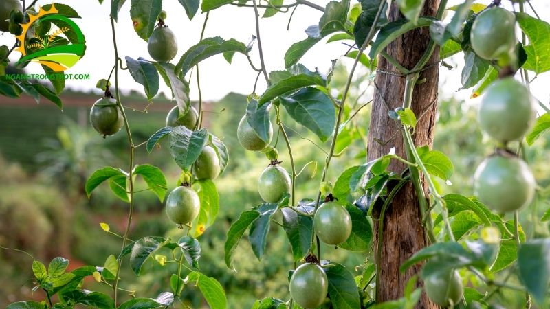 Chanh dây xanh: Nguồn gốc, đặc điểm và giá trị dinh dưỡng 5 Chanh dây xanh