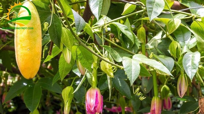 Chanh Leo Chuối: Nguồn Gốc, Đặc Điểm Và Giá Bán Cây Giống 6 chanh leo chuối