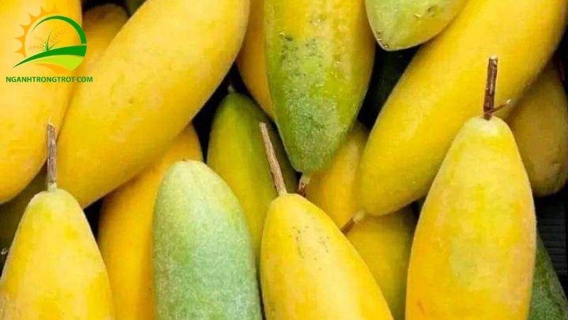 Chanh Leo Chuối: Nguồn Gốc, Đặc Điểm Và Giá Bán Cây Giống 4 chanh leo chuối