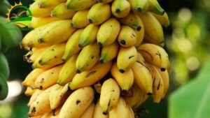 chuối ngự đại hoàng