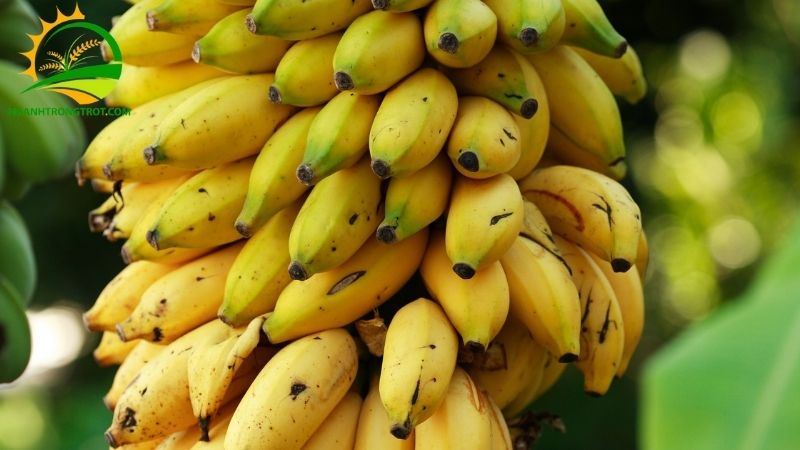 Chuối ngự đại hoàng: Nguồn gốc, đặc điểm và tên gọi "chuối tiến Vua" 6 chuối ngự đại hoàng