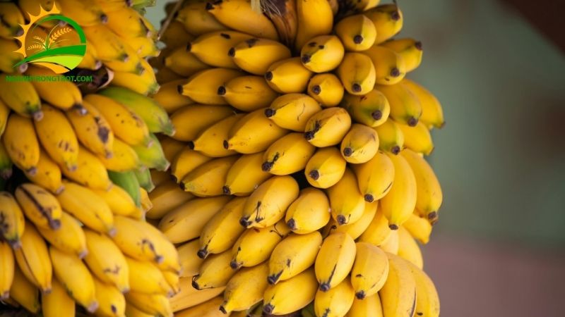 Chuối ngự đại hoàng: Nguồn gốc, đặc điểm và tên gọi "chuối tiến Vua" 4 chuối ngự đại hoàng
