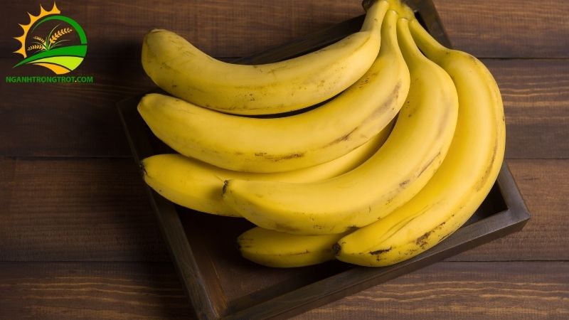 So sánh chuối ta và chuối tây: Năng suất trồng và chất lượng trái 6 chuối ta và chuối tây