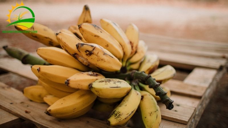 So sánh chuối ta và chuối tây: Năng suất trồng và chất lượng trái 5 chuối ta và chuối tây