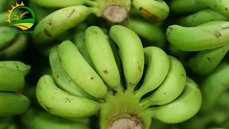 So sánh chuối ta và chuối tây: Năng suất trồng và chất lượng trái 4 chuối ta và chuối tây