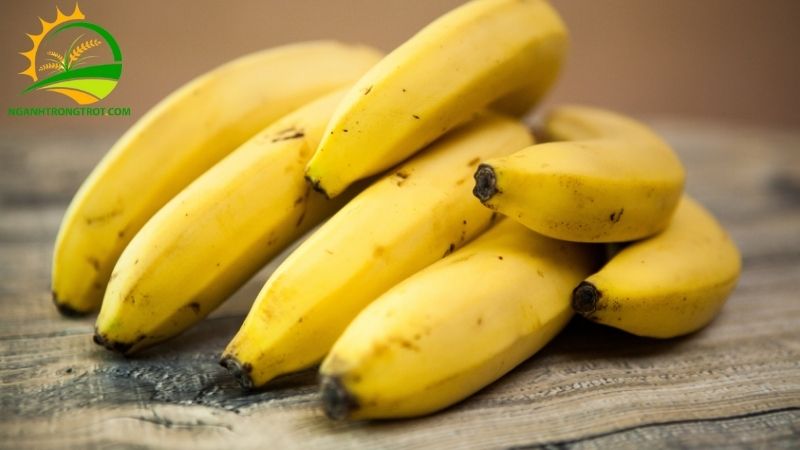 Chuối tây: Nguồn gốc, Đặc điểm và Thời gian Sinh trưởng 5 chuối tây