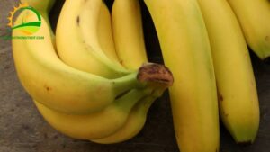 chuối tây có phải là chuối sứ
