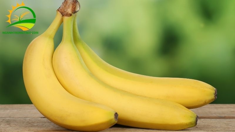 Chuối tây có phải là chuối sứ không? Cách phân biệt 5 chuối tây có phải là chuối sứ