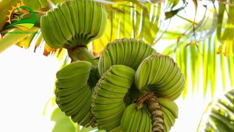 Chuối tay phật: đặc điểm, giá bán và ý nghĩa tâm linh 5 chuối tay phật