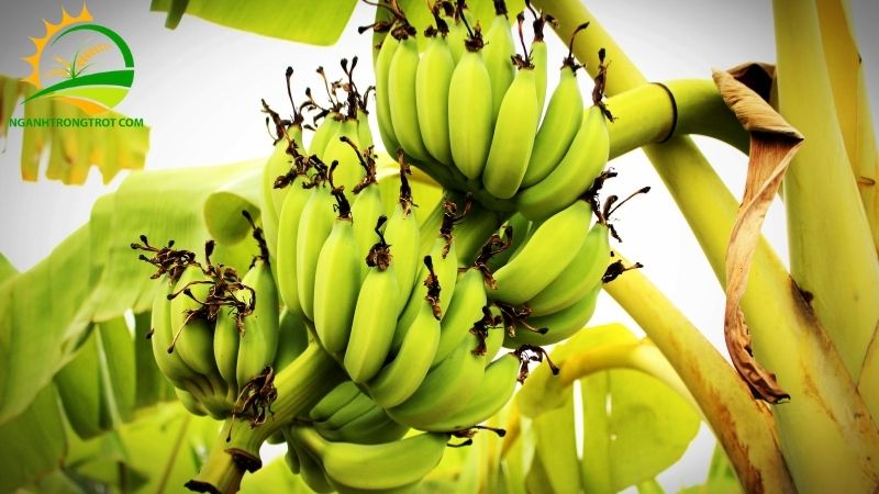 Mô hình kỹ thuật trồng cây chuối tây Thái Lan và giá bán cây giống 6 chuối tây thái