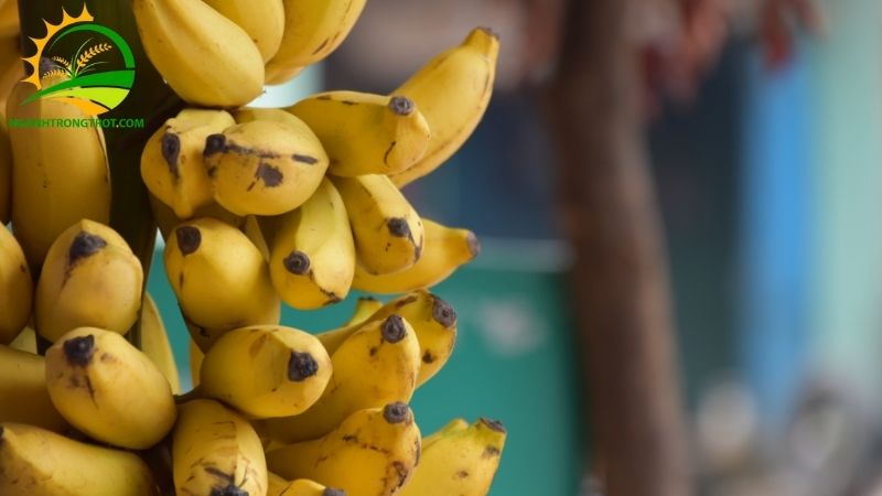 Mô hình kỹ thuật trồng cây chuối tây Thái Lan và giá bán cây giống 5 chuối tây thái