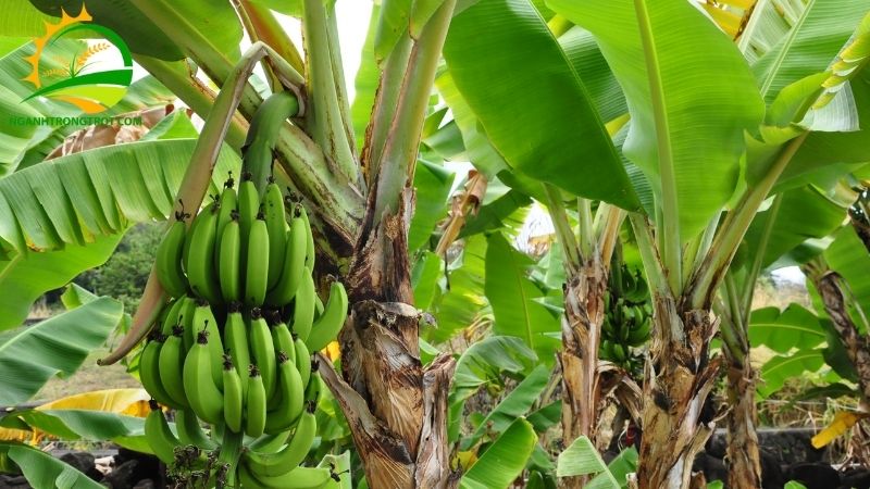 Chuối Tây và Chuối Tiêu: Chuối Nào Tốt Hơn? Cách Phân Biệt 4 chuối tây và chuối tiêu