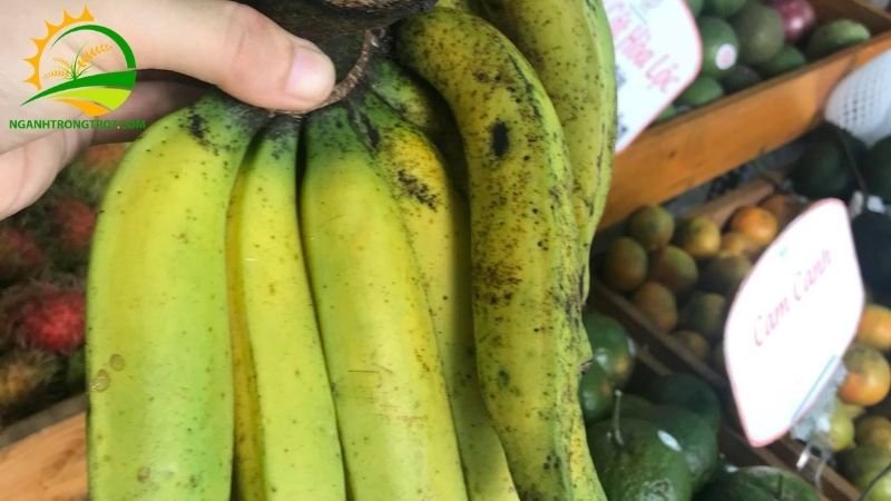 Chuối thanh tiêu: giống chuối độc lạ được nhiều người săn tìm 5 chuối thanh tiêu