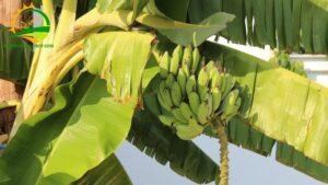 chuối tiêu lùn