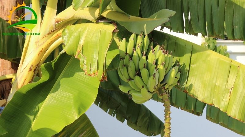 Tìm hiểu về Chuối Tiêu Lùn và Cách Phân Biệt với Chuối Tây 6 chuối tiêu lùn