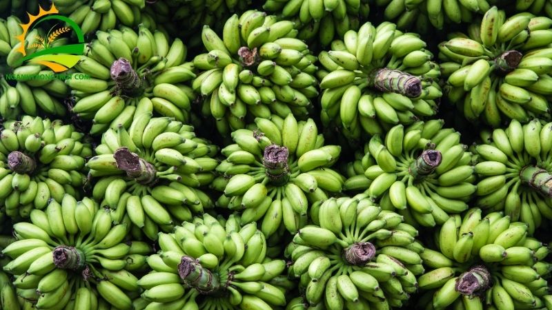 Tìm hiểu về Chuối Tiêu Lùn và Cách Phân Biệt với Chuối Tây 5 chuối tiêu lùn