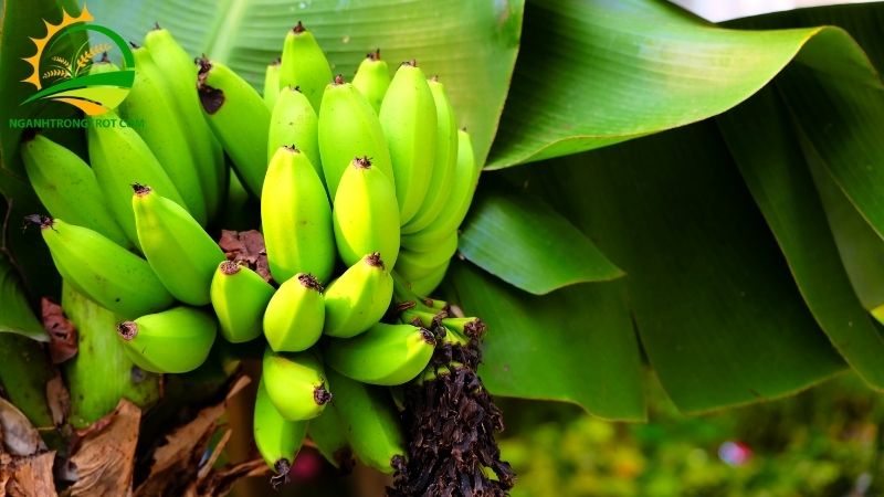 Tìm hiểu về Chuối Tiêu Lùn và Cách Phân Biệt với Chuối Tây 4 chuối tiêu lùn