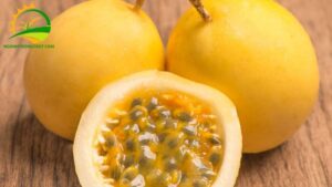 công ty xuất khẩu chanh dây